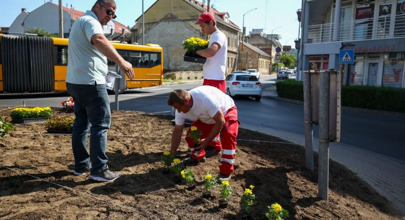 Jól olvasták: oroszlánszájjal segítik a méhek munkáját a zalai városban (galéria, videó)