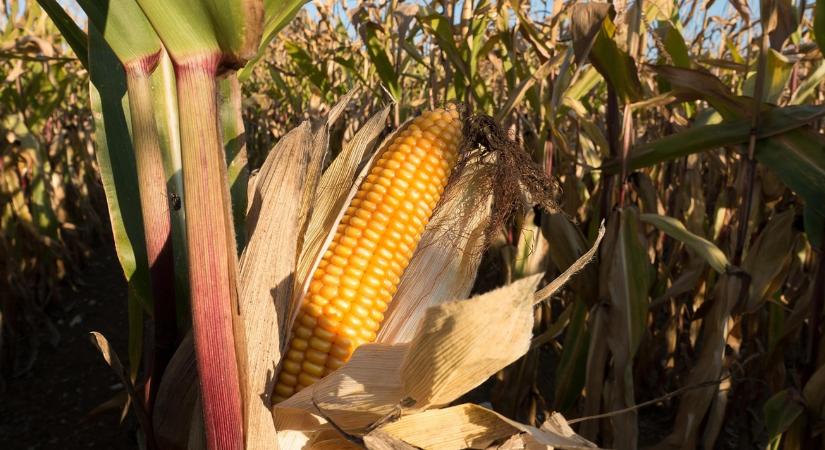 Teljes a káosz: több tonna ukrán GMO-s kukoricát kellett megsemmisíteni