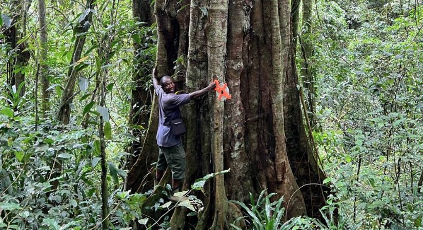 Gigászi fák a szemünk előtt – Új fafajt találhattak az Amazonas mentén