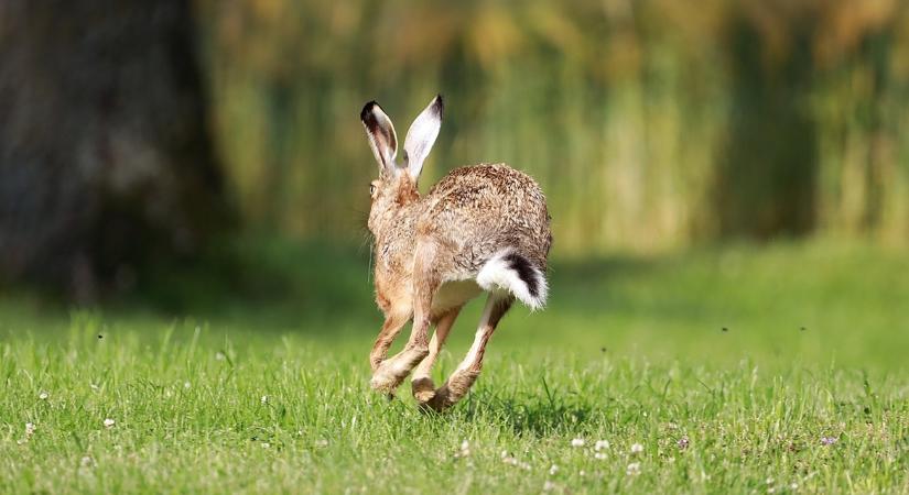 Lövéseket hallasz hajnalban? Csak a gazda védi a termést!