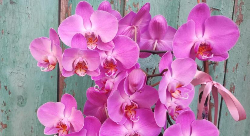 Ha kedveled az orchideát, ezt mindenképp látnod kell! - Tippek!