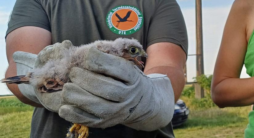 Gyűrűt kaptak a vörös vércse fiókák