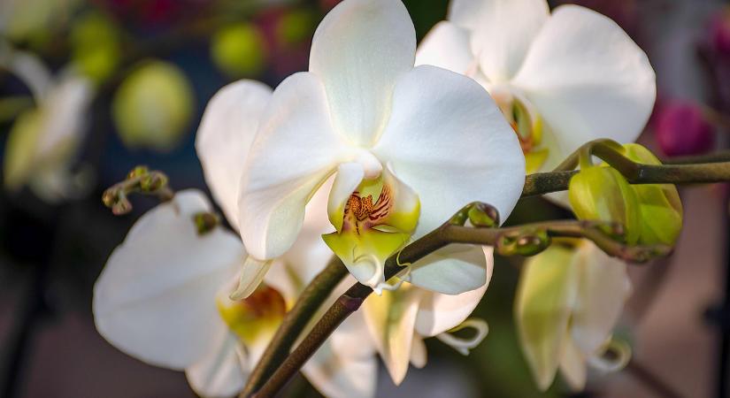 Ezért kezd el barnulni az orchidea levele – ne kövesse el ezt a hibát