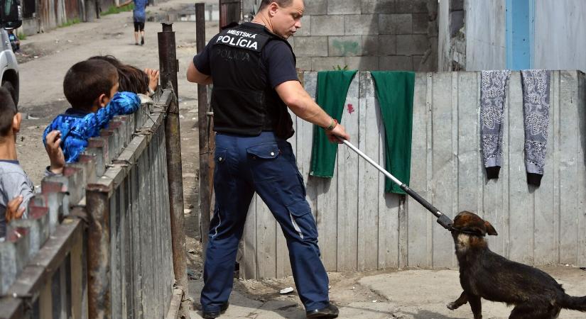 A kormány "kezelésbe venné" a kóbor kutyákat, az állatvédők drasztikus megoldásoktól tartanak
