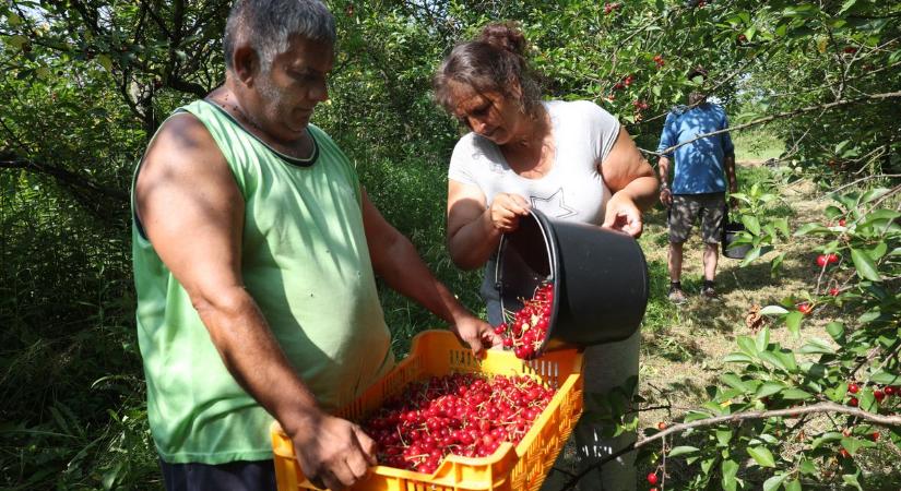 Nem erre számítottak az elmúlt évek fiaskója után a kaposszerdahelyi ültetvényen