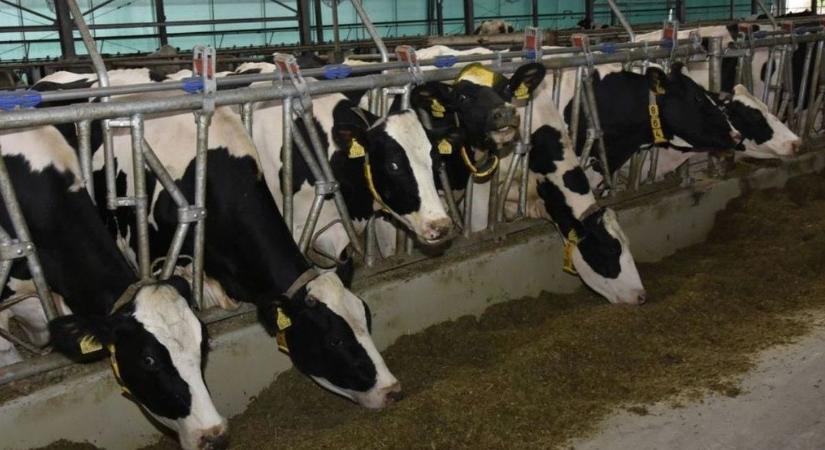 Ragadós száj- és körömfájás: Megszűntek a hazai korlátozások, de a fegyelem továbbra is kulcsfontosságú