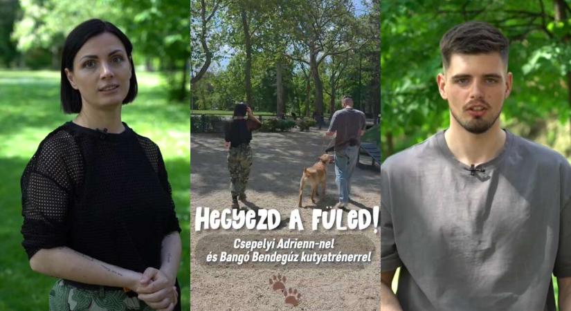 Kérdezés nélkül kutyát simogatni nem oké! – Hegyezd a füled! (videó)