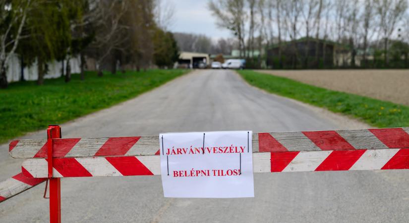 Nébih: véget ért itthon a száj- és körömfájás járvány, de egyvalami megmarad