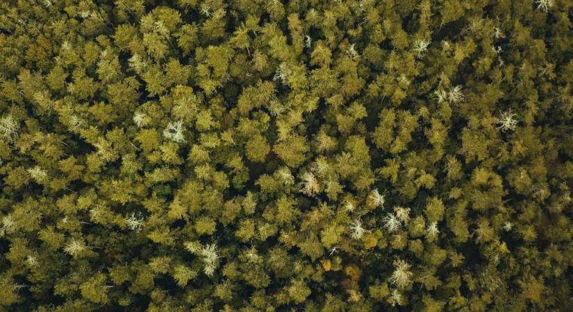 WWF: A Kormány elkötelezte magát védett erdeink letarolása mellett