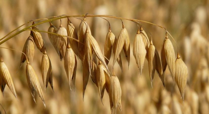Csökkent a FAO élelmiszerár-indexe májusban