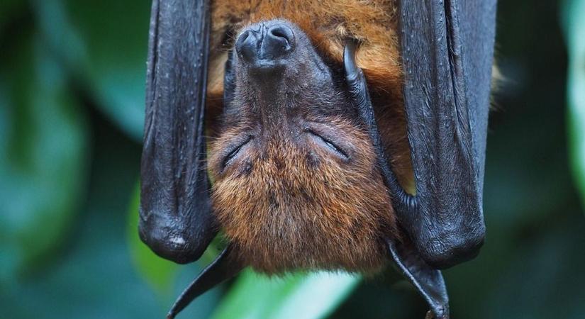 Éjszakai denevérvizsgálatban segíthetünk a bakonyi batmobil gazdáinak