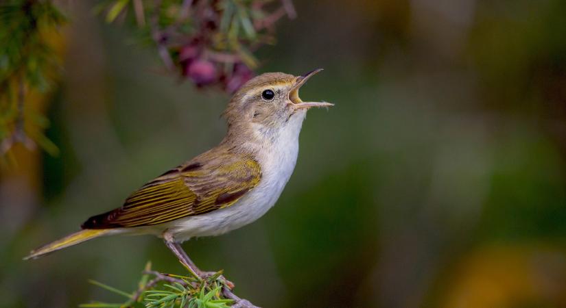 Magyarország madarai: a Bonelli-füzike