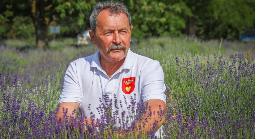 Kezdődik a levendulaszüret Vasban - Kekszben, szörpben, szárítva is jótékony hatású