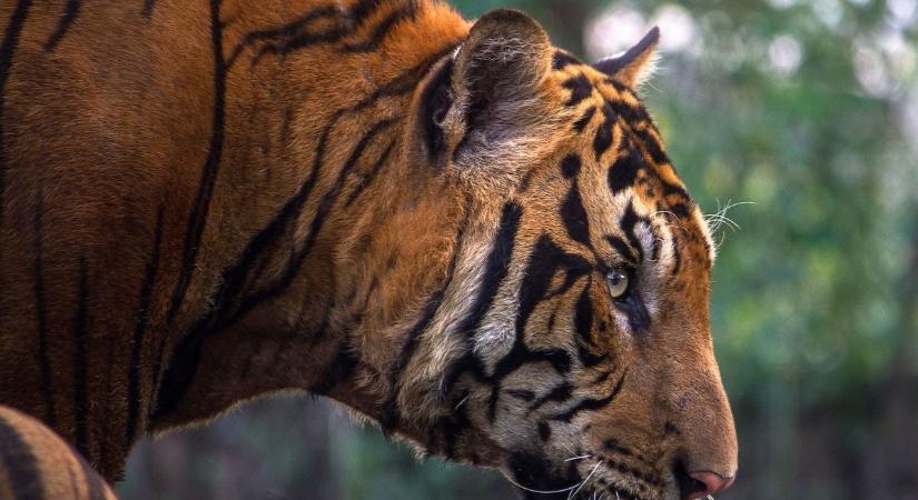 Tigris támadt gondozójára – az állat döbbenetes reakciója sokkolta a világot