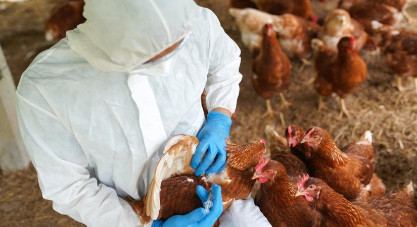 Fellélegezhetünk: megszűntek a madárinfluenza miatti megfigyelési körzetek