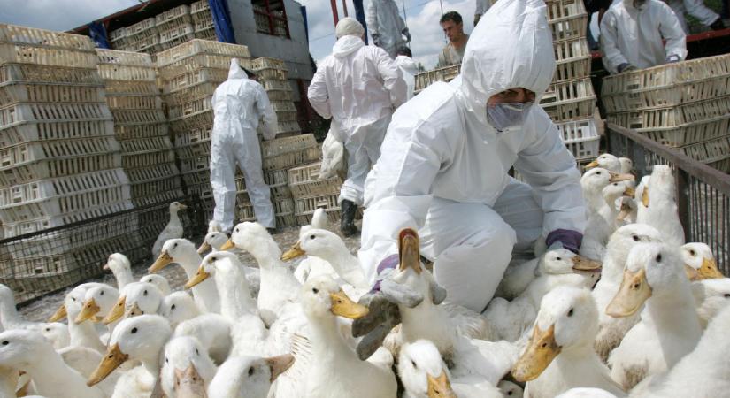 Nébih: megszűntek a madárinfluenza miatti megfigyelési körzetek