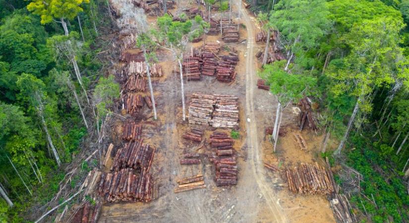 Felgyorsult az erdőpusztulás az Amazonas térségében