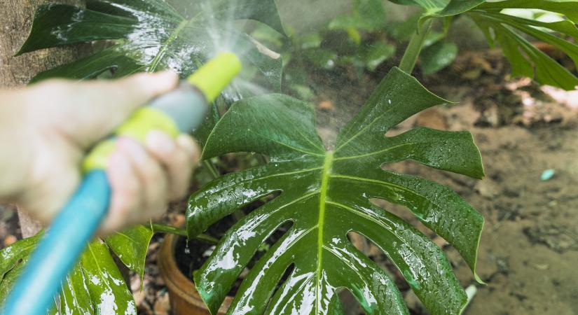 Locsolási kisokos: így kell öntözni kánikulában