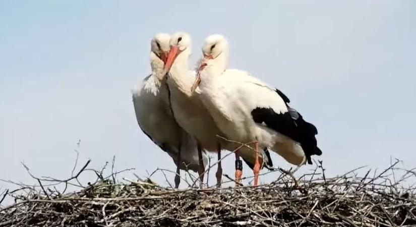 Ez a bagoly gólyának képzeli magát! Ilyet még nem látott – videóval