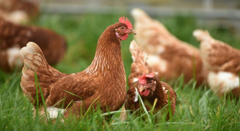 Visszavonták a baromfik kötelező zártan tartását előíró határozatot