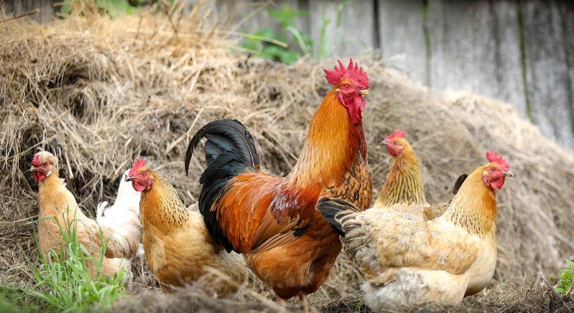 Megszűntek a madárinfluenza miatti megfigyelési körzetek Csongrád-Csanádban is