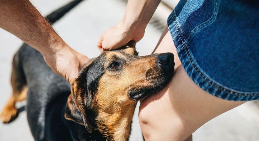 Empátia, felelősség, közösség – Nyílt napot tartott a PUMI Állatvédelmi Kompetencia Központ