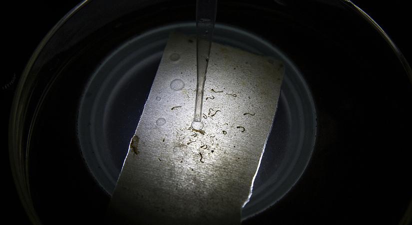 Kínai kutatókat vádolnak biológiai fegyver becsempészésével az Egyesült Államokban