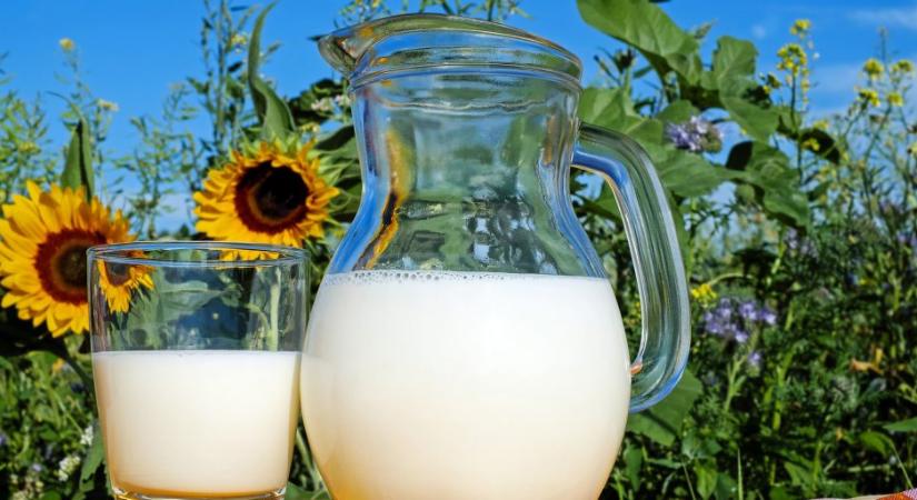 Decembertől csökken az aflatoxin megengedett értéke a nyers tejben