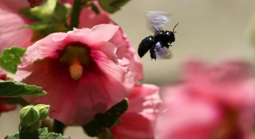 Északnyugaton hűvösebb, délkeleten melegebb idő várható