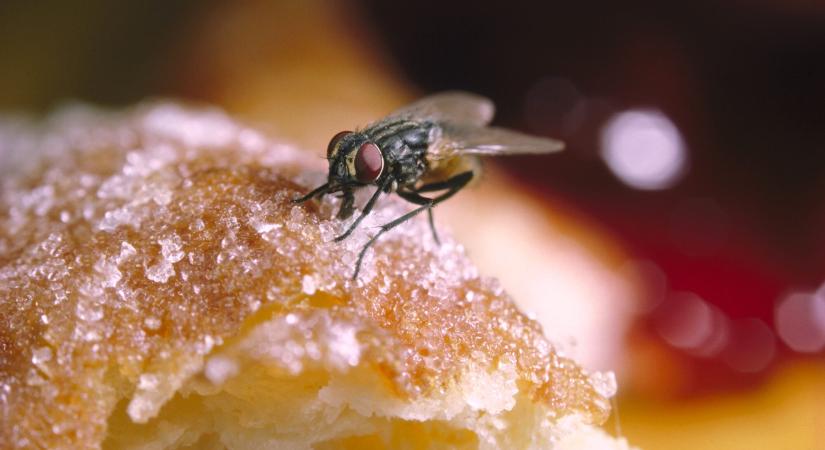 Hogyan szabaduljunk meg a legyektől otthon? Íme, 8 vegyszermentes tipp
