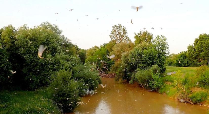 Virágzott a Rába - gyönyörű fotót posztolt az Őrségi Nemzeti Park