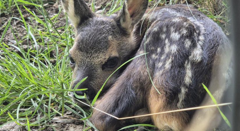 Pettyes kis gidák születtek a Körösvölgyi Állatparkban