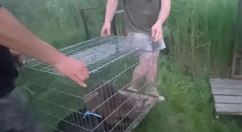 Elolvadunk olyan aranyos a Hortobágyi Madárpark új lakója