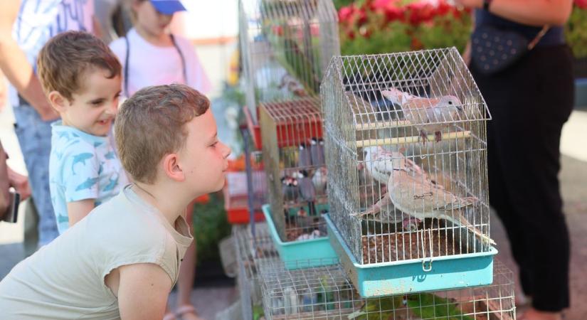 Cukiságok minden mennyiségben - kisállatbörze Nyíregyházán