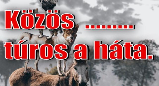 Napi közmondás feladat: Ki tudod egészíteni?