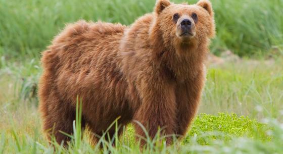 Kirándulóidő: medve bóklászik az Aggteleki Nemzeti Park déli részén