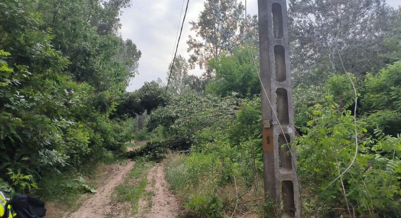 Nyárfát tört ketté a szélvihar, hosszú ideig érezték a következményét a településen élők