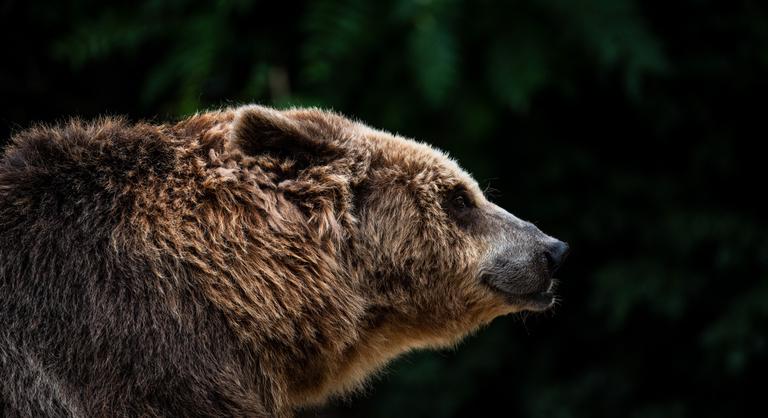 Barnamedvét észleltek az Aggteleki Nemzeti Park déli részén