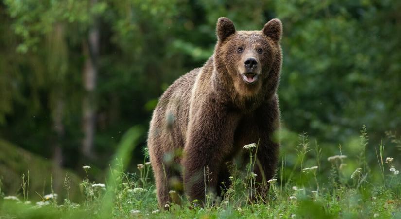 Medve bukkant fel Aggtelek közelében – életmentő tanácsok a nemzeti parktól
