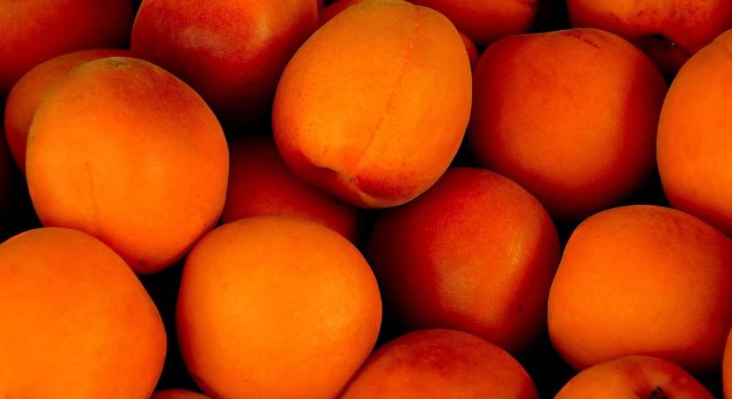 Búcsút inthetünk a kecskeméti kajsziból készült híres pálinkának?
