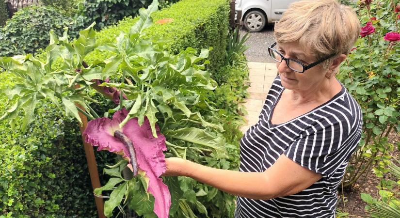 Kibontotta a sárkány a virágját Keszthelyen