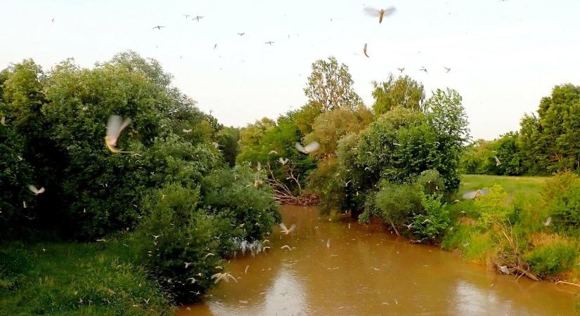 Tiszavirágzásban gyönyörködtek a Rábán