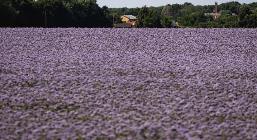 Csodálatos lilatenger övezi a hajdú-bihari város határát – fotókkal, videóval