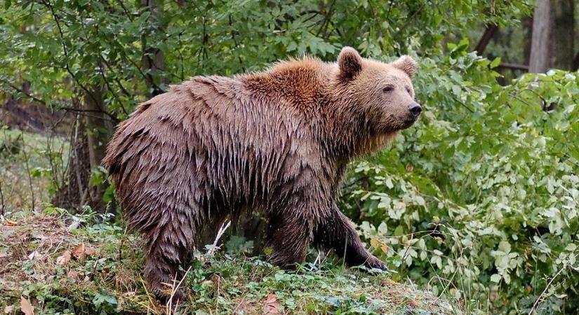 A medve nem játék – barnamedvét láttak a vármegye közelében