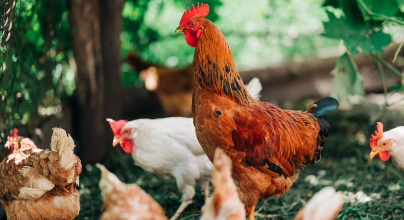 Megszűntek a madárinfluenza miatti megfigyelési körzetek
