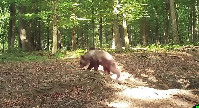 Barnamedvék kóborolnak Aggteleknél – figyelmeztetést adott ki a Nemzeti Park