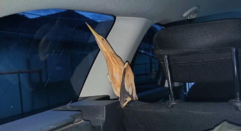Megutaztatták a rendőrök a járőrautóban a bölömbikát