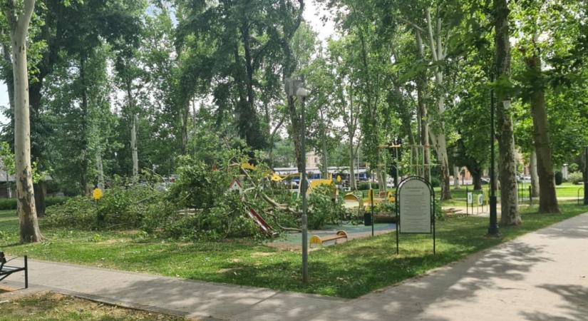 Viharos szél tört ketté egy fát a kaposvári Színház parkban