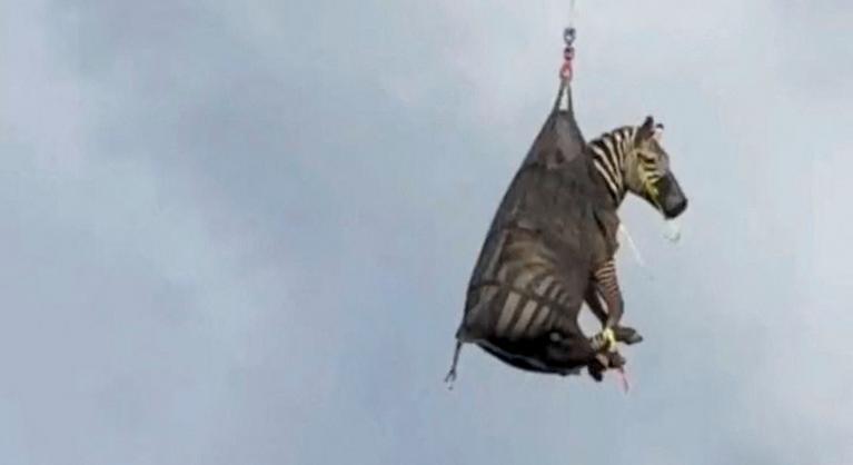 Zebra a levegőben: helikopterrel szállították a csíkos szökevényt