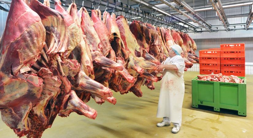 Elindultak a bikák a vágóhidakra